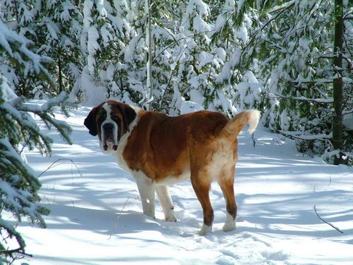 Сенбернар (St Bernard) - порода собак с интересной историей