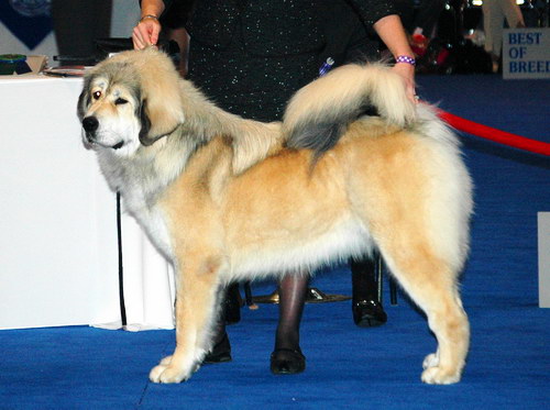 Порода собак Тибетский мастиф (Tibetan Mastiff) - основные характеристики и показатели