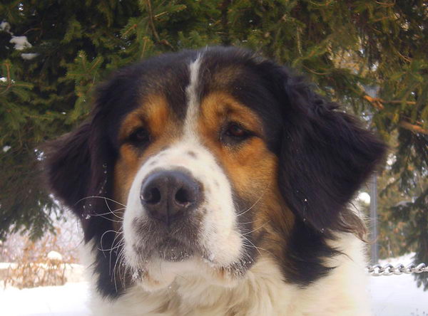 Торньяк (Bosnian Shepherd Dog)