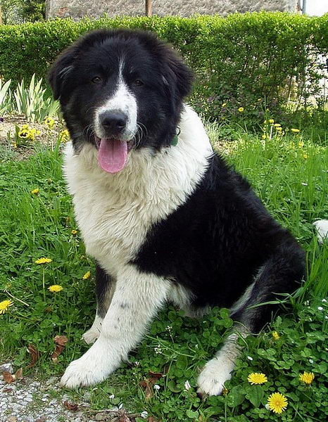 Торньяк (Bosnian Shepherd Dog)