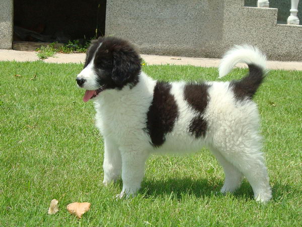 Торньяк (Bosnian Shepherd Dog), щенок