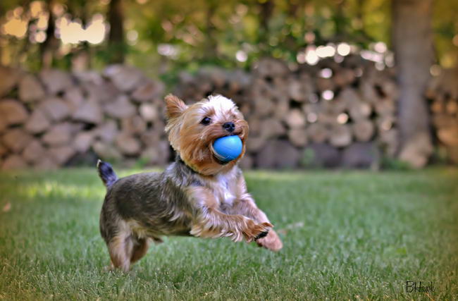 Йоркширский терьер (Yorkshire terrier)