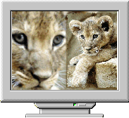 Хранитель экрана Lions Demo Screensaver