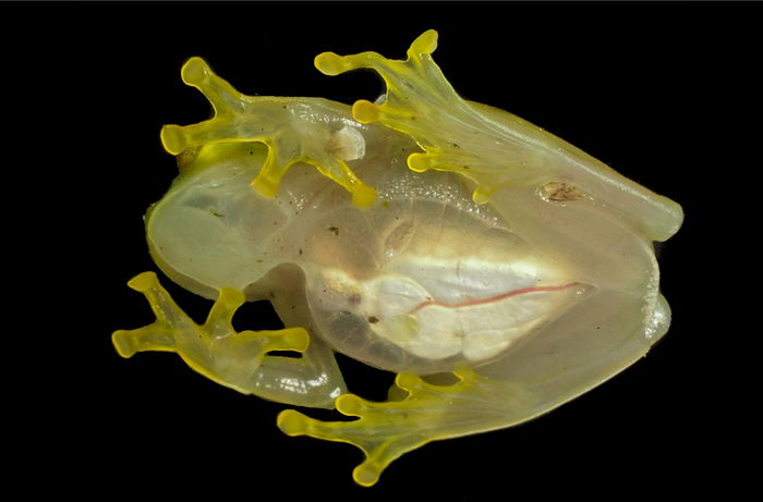 Стеклянная хрустальная лягушка (Hyalinobatrachium fleischmanni)