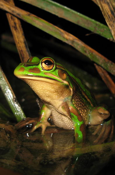 Litoria aurea