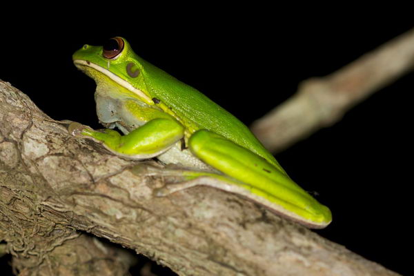 Litoria infrafrenata