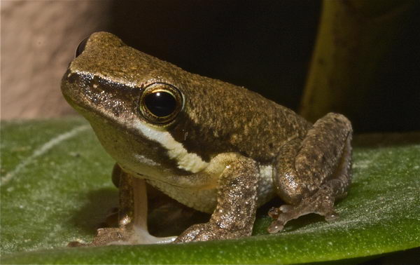 Litoria microbelos - лягушка-копье