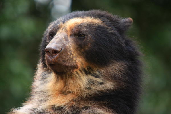 Медведь очковый (Tremarctos ornatus)