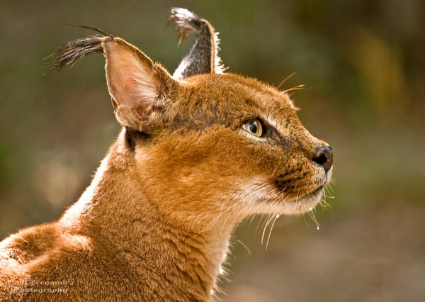 Каракал (Lynx caracal)