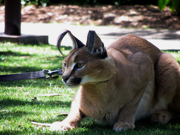 Каракал (Lynx caracal)