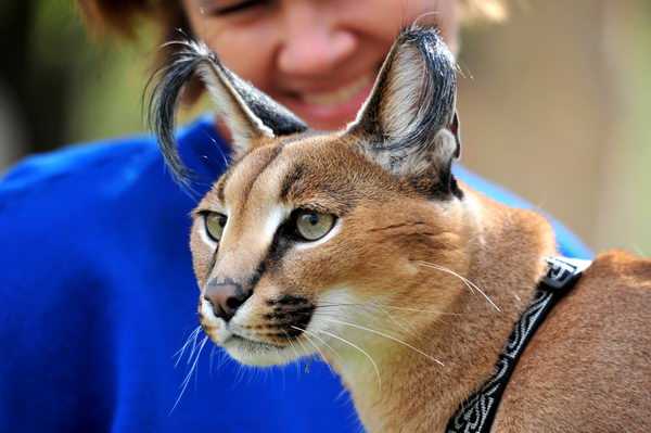 Каракал (Lynx caracal)