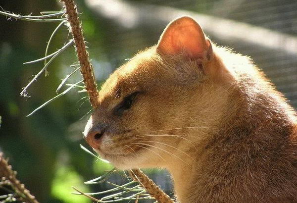 Ягуарунди (Puma yaguarondi)