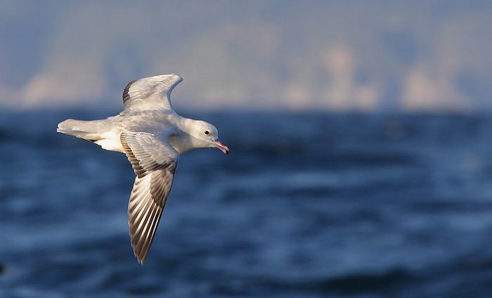 Глупыш серебристый или антарктический (Fulmarus glacialoides)