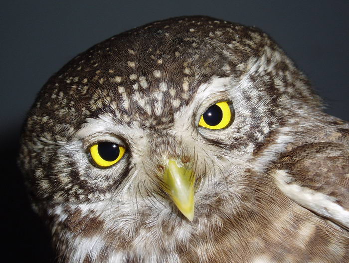 Воробьиный сыч (Glaucidium passerinum)