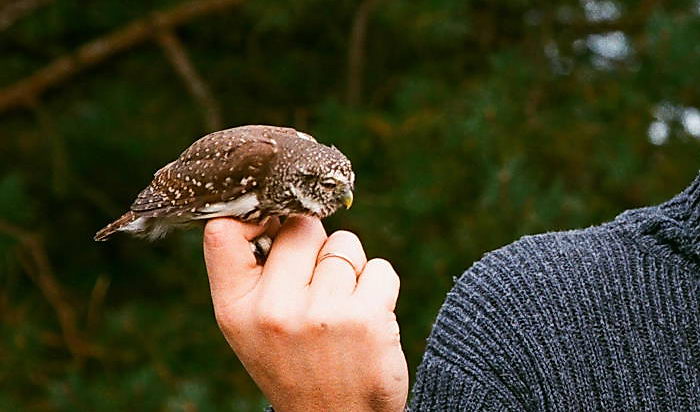 Воробьиный сыч (Glaucidium passerinum)