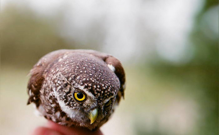 Воробьиный сыч (Glaucidium passerinum)