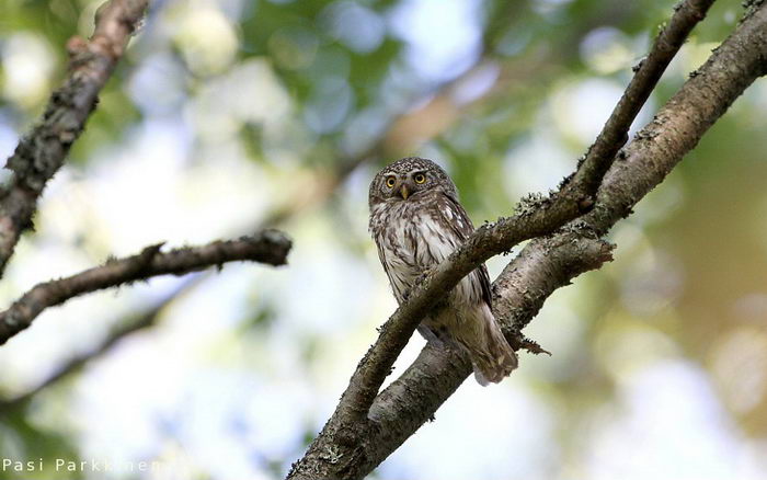 Воробьиный сыч (Glaucidium passerinum)