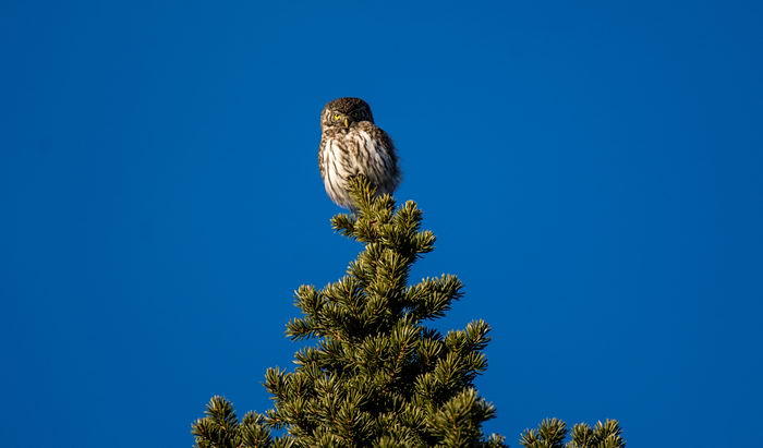 Воробьиный сыч (Glaucidium passerinum)