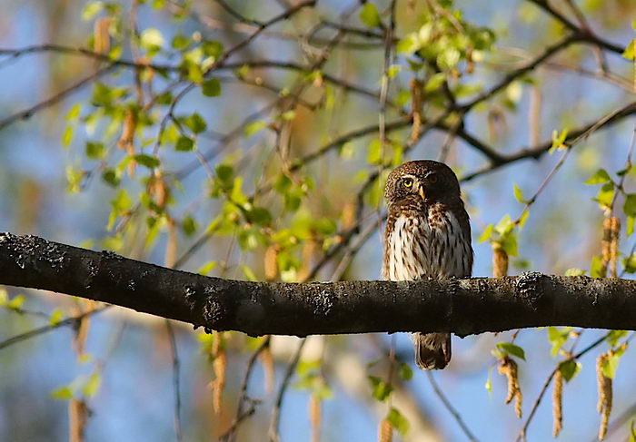 Воробьиный сыч (Glaucidium passerinum)