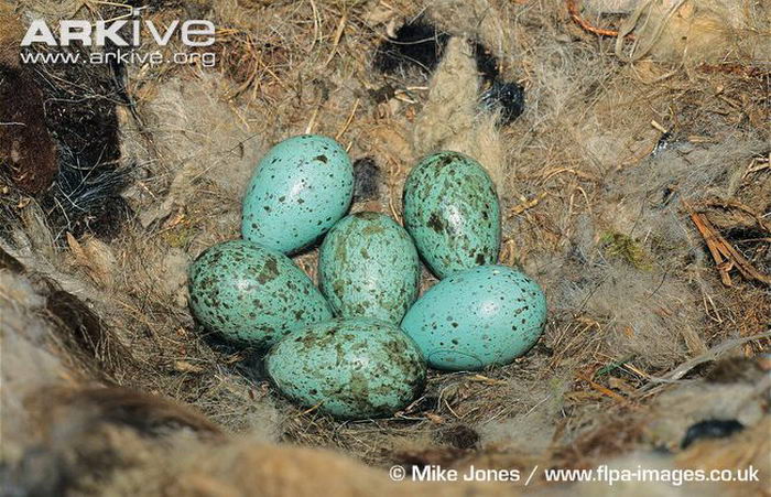 Гнездо воронов с отложенными яйцами