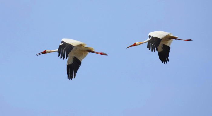 Стерх, белый журавль (Grus leucogeranus)