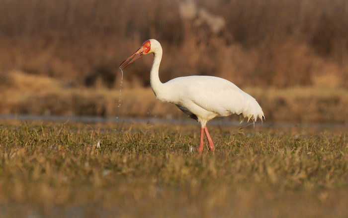 Стерх, белый журавль (Grus leucogeranus)