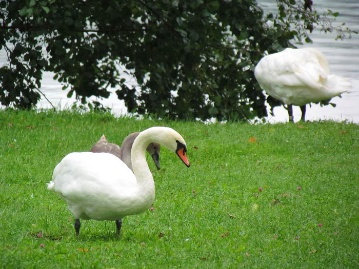 Лебедь шипун (Cygnus olor)