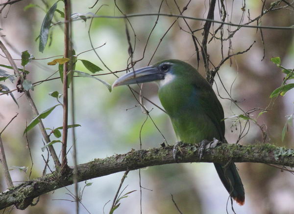 Сероклювый туканет (Aulacorhynchus coeruleicinctis)