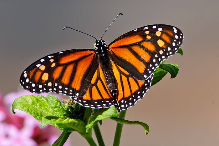 Данаида Монарх - Danaus plexippus