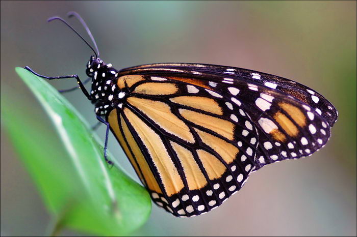 Данаида Монарх - Danaus plexippus