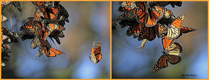 Данаида Монарх - Danaus plexippus