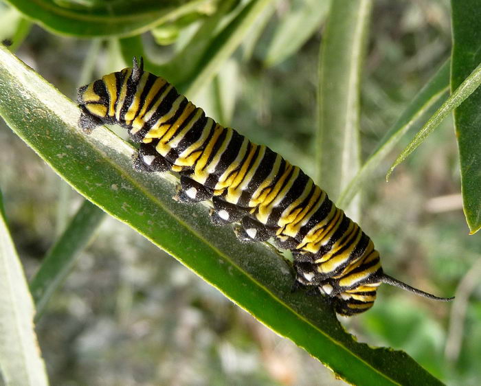 Данаида Монарх - Danaus plexippus - гусеница