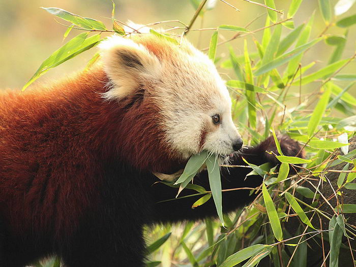 Малая красная панда (Ailurus fulgens)