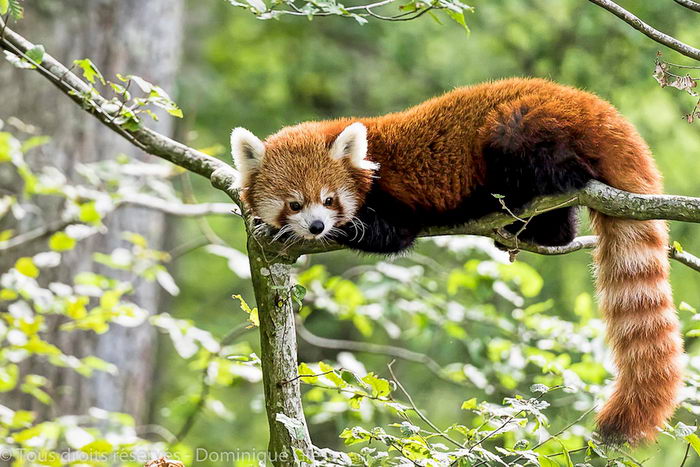 Малая красная панда (Ailurus fulgens)