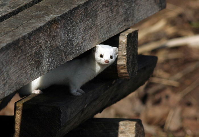 Ласка обыкновенная (Mustela nivalis)