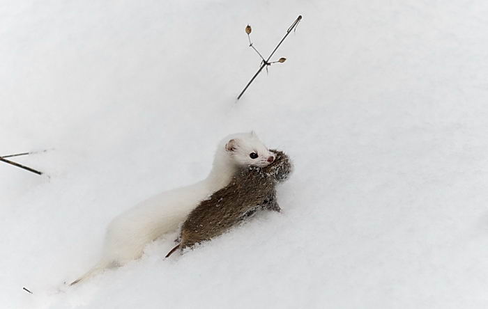 Ласка обыкновенная (Mustela nivalis)