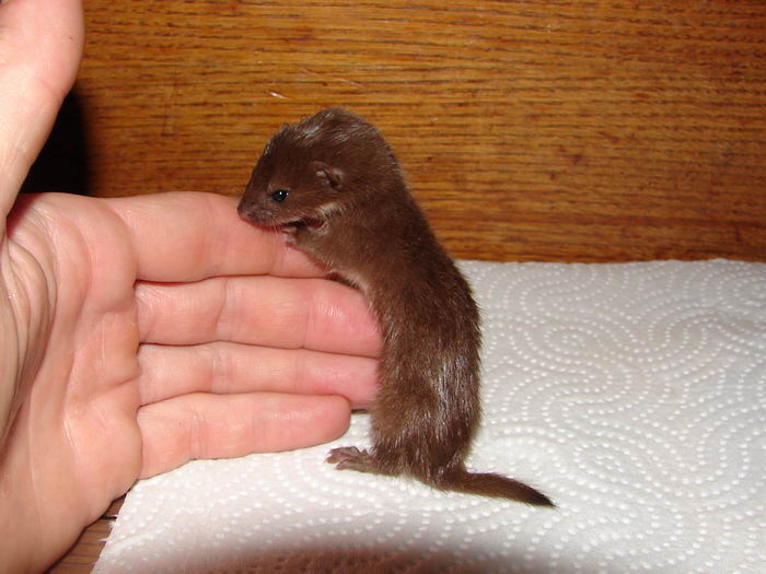 Ласка обыкновенная (Mustela nivalis) в доме