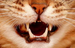 Лечение и профилактика зубного камня у кошек