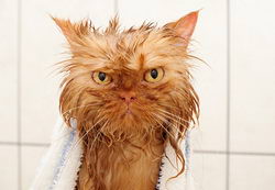 Как мыть котенка или кошку?