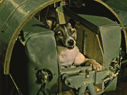 Собака Лайка - первое живое существо на орбите Земли
