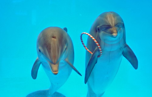 Дельфины - друзья человека