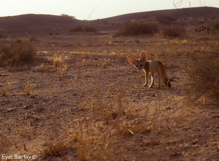 Фенек (Vulpes zerda)