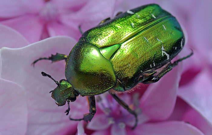 Золотистая бронзовка (Cetonia aurata)