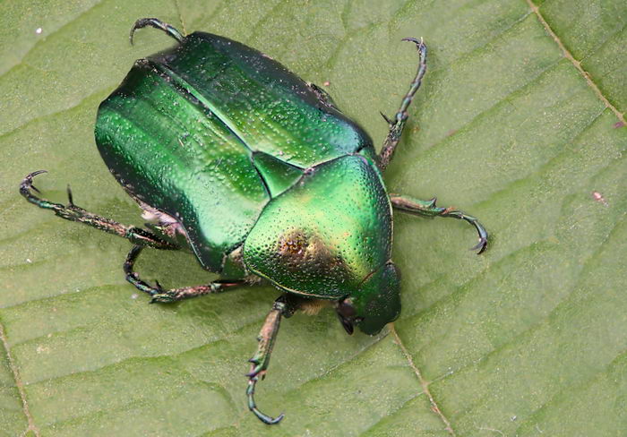 Золотистая бронзовка (Cetonia aurata)