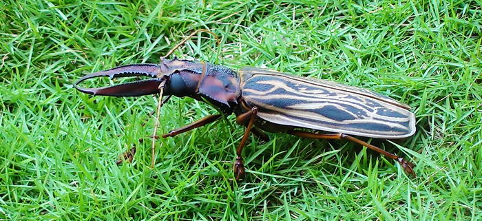 Дровосек-большезуб (Macrodontia cervicornis)