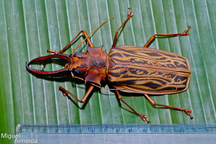 Дровосек-большезуб (Macrodontia cervicornis)