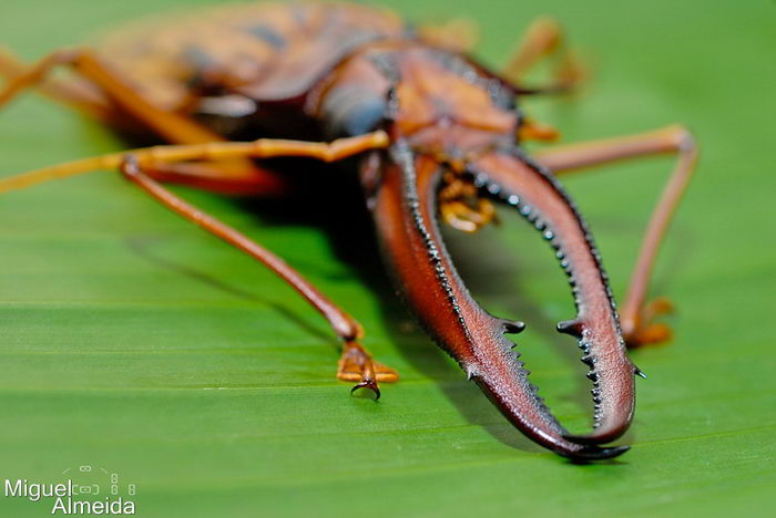 Дровосек-большезуб (Macrodontia cervicornis)