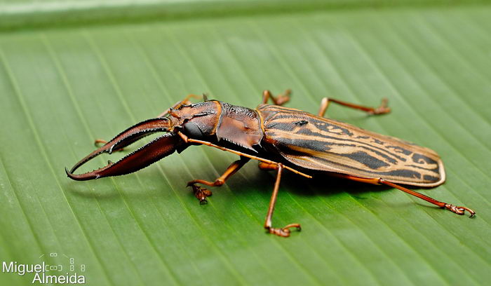 Дровосек-большезуб (Macrodontia cervicornis)