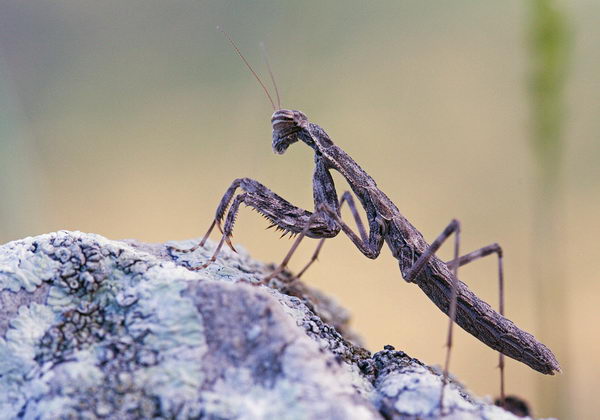 Bolivaria brachyptera (Боливария короткокрылая)