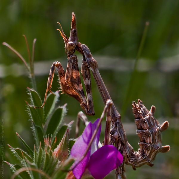 Эмпуза полосатая (Empusa fasciata)